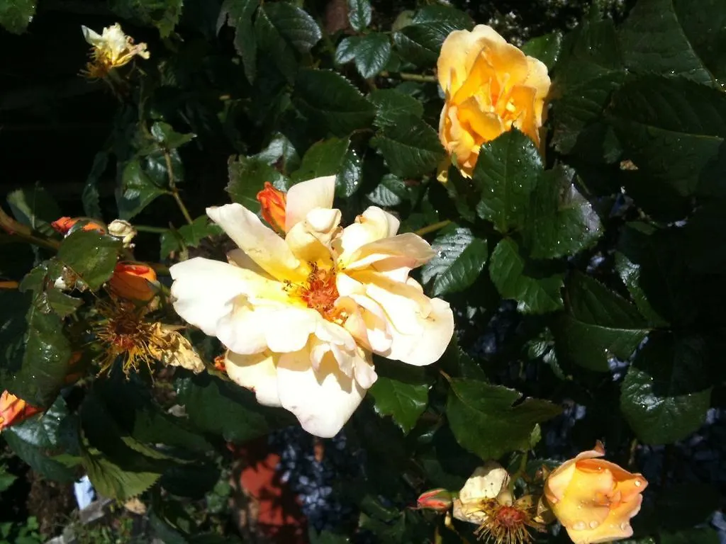 Bed & Breakfast Almond House B&B Edinburgh